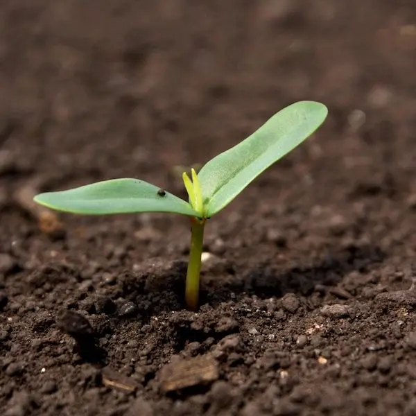 4G Soil Restoration - Organic Growth Burst