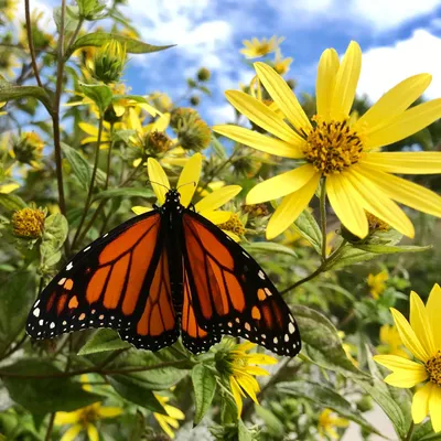Butterfly on flowers - supporting beneficial insects and natural ecosystems