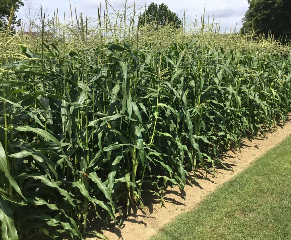 Carrie's flourishing garden rows after using Organic Growth Burst