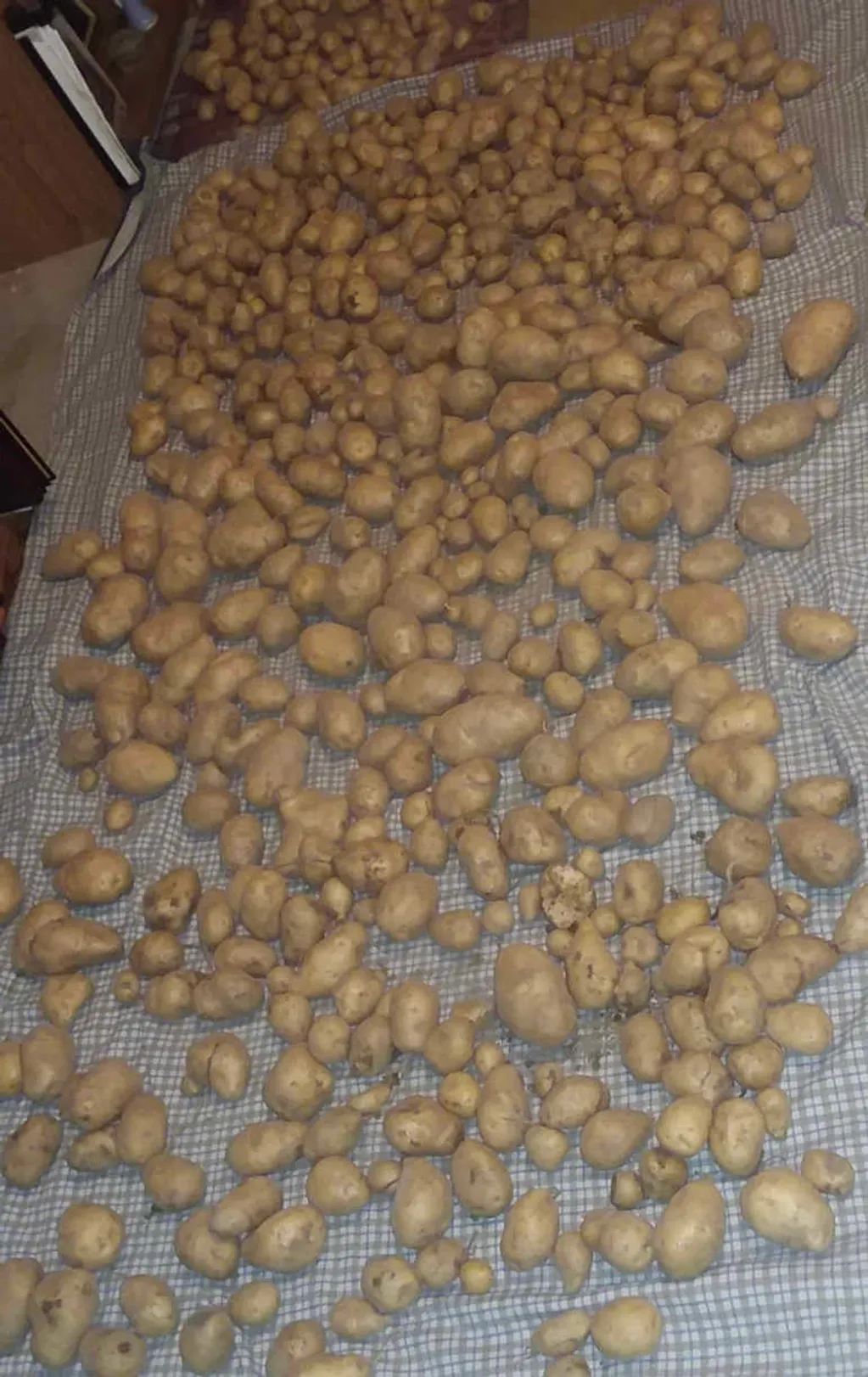 Carrie's drought-resistant garden thriving with Organic Growth Burst